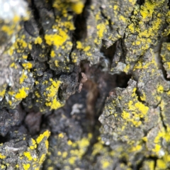 Chrysothrix sp. (genus) (A gold dust lichen) at Hackett, ACT - 18 Mar 2024 by Hejor1