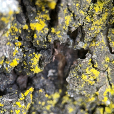 Chrysothrix sp. (genus) (A gold dust lichen) at Hackett, ACT - 18 Mar 2024 by Hejor1
