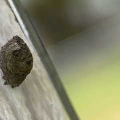 Cryptocephalinae (sub-family) at Holtze Close Neighbourhood Park - 18 Mar 2024 04:06 PM