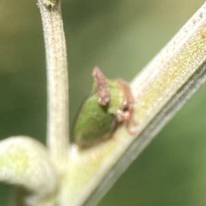 Sextius virescens at Holtze Close Neighbourhood Park - 18 Mar 2024 04:08 PM