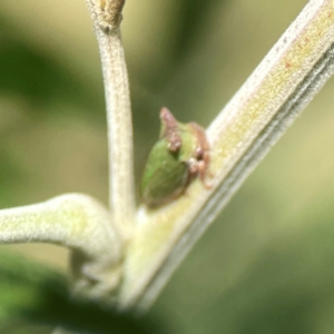 Sextius virescens at Holtze Close Neighbourhood Park - 18 Mar 2024 04:08 PM