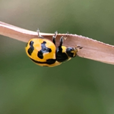 Coccinella transversalis (Transverse Ladybird) at Hackett, ACT - 18 Mar 2024 by Hejor1