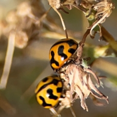 Coccinella transversalis at Holtze Close Neighbourhood Park - 18 Mar 2024