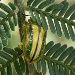 Calomela juncta (Leaf beetle) at Holtze Close Neighbourhood Park - 18 Mar 2024 by Hejor1