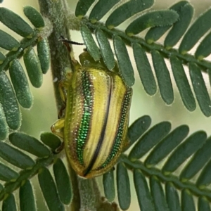 Calomela juncta (Leaf beetle) at Holtze Close Neighbourhood Park by Hejor1