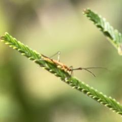 Miridae (family) (Unidentified plant bug) at Hackett, ACT - 18 Mar 2024 by Hejor1