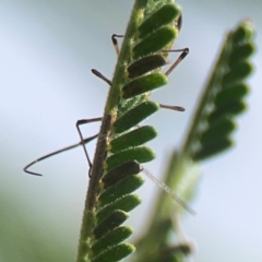 Miridae (family) at Holtze Close Neighbourhood Park - 18 Mar 2024