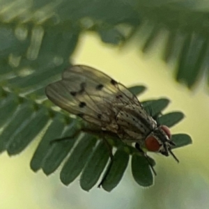 Anthomyia punctipennis at Holtze Close Neighbourhood Park - 18 Mar 2024 04:11 PM