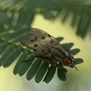Anthomyia punctipennis at Holtze Close Neighbourhood Park - 18 Mar 2024