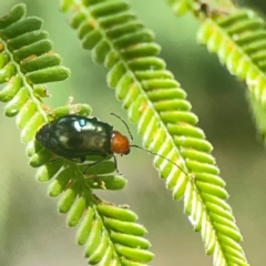 Adoxia benallae (Leaf beetle) at Hackett, ACT - 18 Mar 2024 by Hejor1