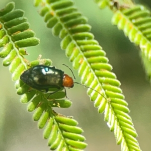 Adoxia benallae at Holtze Close Neighbourhood Park - 18 Mar 2024 04:12 PM