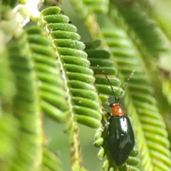 Adoxia benallae at Holtze Close Neighbourhood Park - 18 Mar 2024 04:12 PM