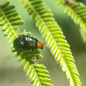 Adoxia benallae at Holtze Close Neighbourhood Park - 18 Mar 2024 04:12 PM