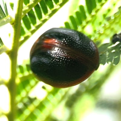 Dicranosterna immaculata (Acacia leaf beetle) at Hackett, ACT - 18 Mar 2024 by Hejor1