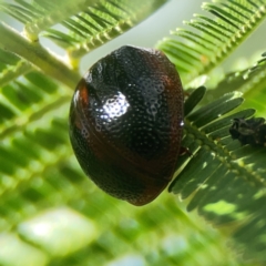 Dicranosterna immaculata at Holtze Close Neighbourhood Park - 18 Mar 2024