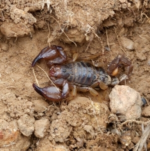 Urodacus manicatus at Woodstock Nature Reserve - 17 Mar 2024 12:55 PM