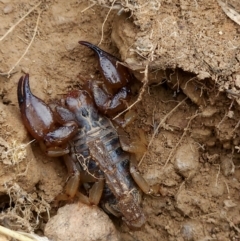 Urodacus manicatus at Woodstock Nature Reserve - 17 Mar 2024