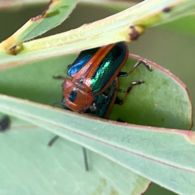 Calomela curtisi (Acacia leaf beetle) at Hackett, ACT - 18 Mar 2024 by Hejor1