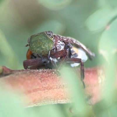 Platybrachys decemmacula (Green-faced gum hopper) at Hackett, ACT - 18 Mar 2024 by Hejor1