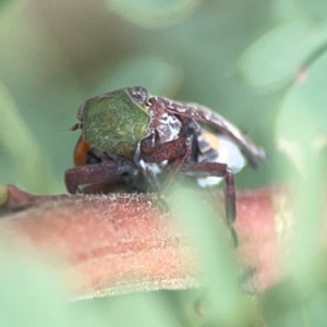 Platybrachys decemmacula (Green-faced gum hopper) at Holtze Close Neighbourhood Park by Hejor1