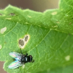 Unidentified Other true fly at Hackett, ACT - 18 Mar 2024 by Hejor1