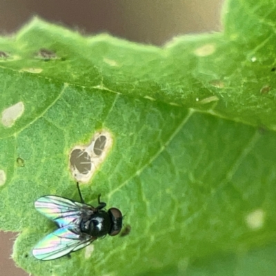 Diptera (order) at Holtze Close Neighbourhood Park - 18 Mar 2024 by Hejor1