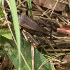 Teleogryllus commodus (Black Field Cricket) at Hackett, ACT - 18 Mar 2024 by Hejor1