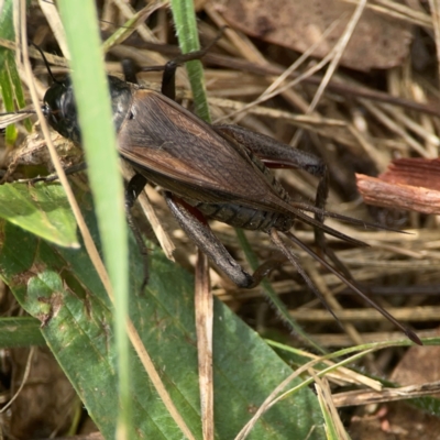 Teleogryllus commodus (Black Field Cricket) at Hackett, ACT - 18 Mar 2024 by Hejor1