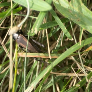 Teleogryllus commodus at Holtze Close Neighbourhood Park - 18 Mar 2024 04:23 PM