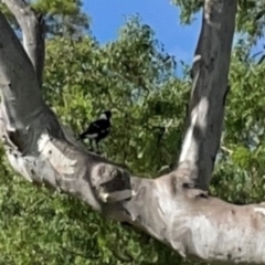 Gymnorhina tibicen (Australian Magpie) at Holtze Close Neighbourhood Park - 18 Mar 2024 by Hejor1