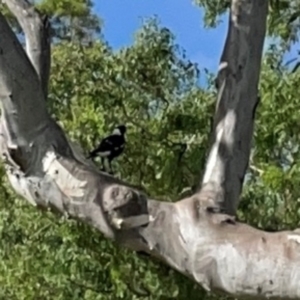 Gymnorhina tibicen (Australian Magpie) at suppressed by Hejor1