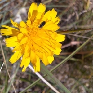 Dasytinae (subfamily) at Franklin Grassland (FRA_5) - 4 Mar 2024