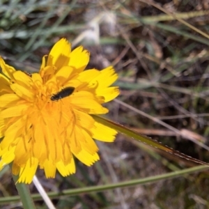 Dasytinae (subfamily) at Franklin Grassland (FRA_5) - 4 Mar 2024