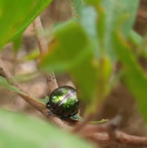 Callidemum hypochalceum (Hop-bush leaf beetle) at Woodstock Nature Reserve by PetraPeoplEater