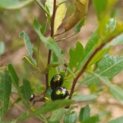Callidemum hypochalceum at Woodstock Nature Reserve - 17 Mar 2024 01:01 PM
