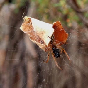 Unidentified Orb-weaving spider (several families) at suppressed by PetraPeoplEater