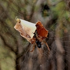 Phonognatha graeffei at Woodstock Nature Reserve - 17 Mar 2024