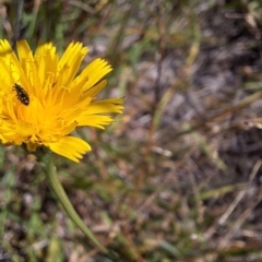 Dasytinae (subfamily) at Franklin Grassland (FRA_5) - 4 Mar 2024