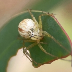 Oxyopes sp. (genus) (Lynx spider) at Hackett, ACT - 18 Mar 2024 by Hejor1