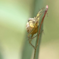 Oxyopes sp. (genus) at Holtze Close Neighbourhood Park - 18 Mar 2024