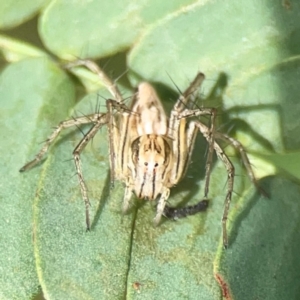 Oxyopes sp. (genus) at Holtze Close Neighbourhood Park - 18 Mar 2024