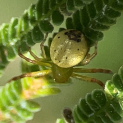 Australomisidia pilula (Lozenge-shaped Flower Spider) at Hackett, ACT - 18 Mar 2024 by Hejor1