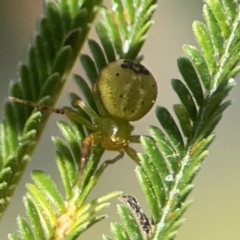 Australomisidia pilula at Holtze Close Neighbourhood Park - 18 Mar 2024 04:09 PM