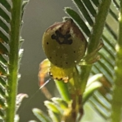 Australomisidia pilula at Holtze Close Neighbourhood Park - 18 Mar 2024 04:09 PM