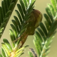 Australomisidia pilula at Holtze Close Neighbourhood Park - 18 Mar 2024 04:09 PM