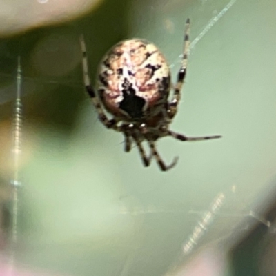 Cryptachaea veruculata (Diamondback comb-footed spider) at Hackett, ACT - 18 Mar 2024 by Hejor1