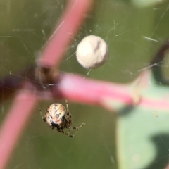 Cryptachaea veruculata at Holtze Close Neighbourhood Park - 18 Mar 2024