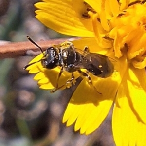 Lasioglossum (Homalictus) sp. (genus & subgenus) at Franklin Grassland (FRA_5) - 4 Mar 2024 12:58 AM