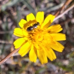 Lasioglossum (Homalictus) sp. (genus & subgenus) at Franklin Grassland (FRA_5) - 4 Mar 2024 12:58 AM