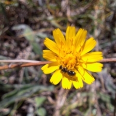 Lasioglossum (Homalictus) sp. (genus & subgenus) at Franklin Grassland (FRA_5) - 4 Mar 2024 12:58 AM